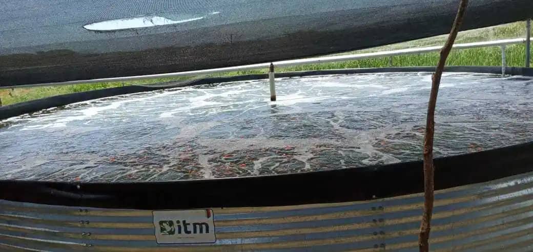 Venta de Tilapia Roja por kg | Frescura y calidad garantizada