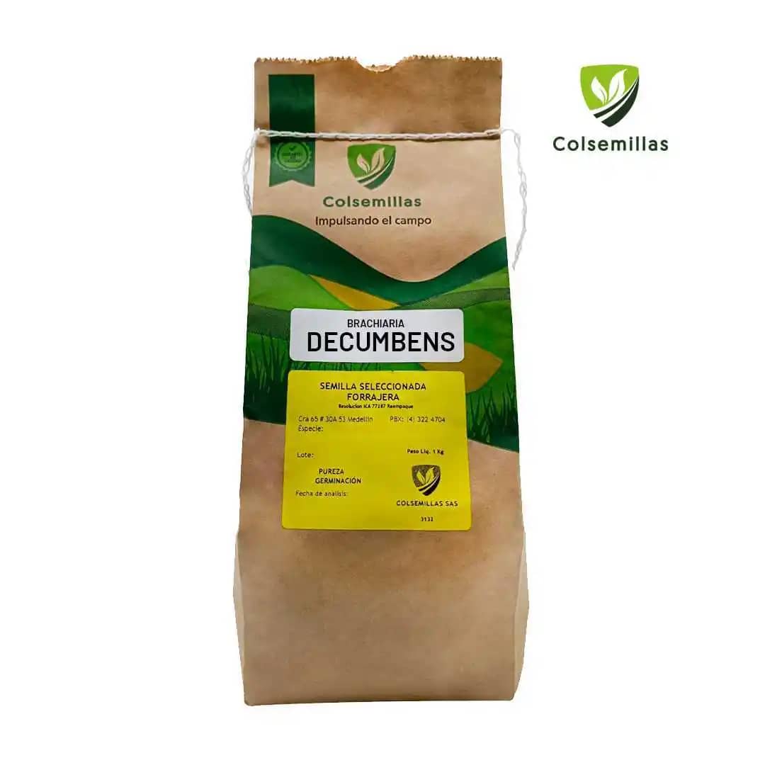 Pasto Brachiaria Decumbens Basilisk Semilla Incrustada x 1kg