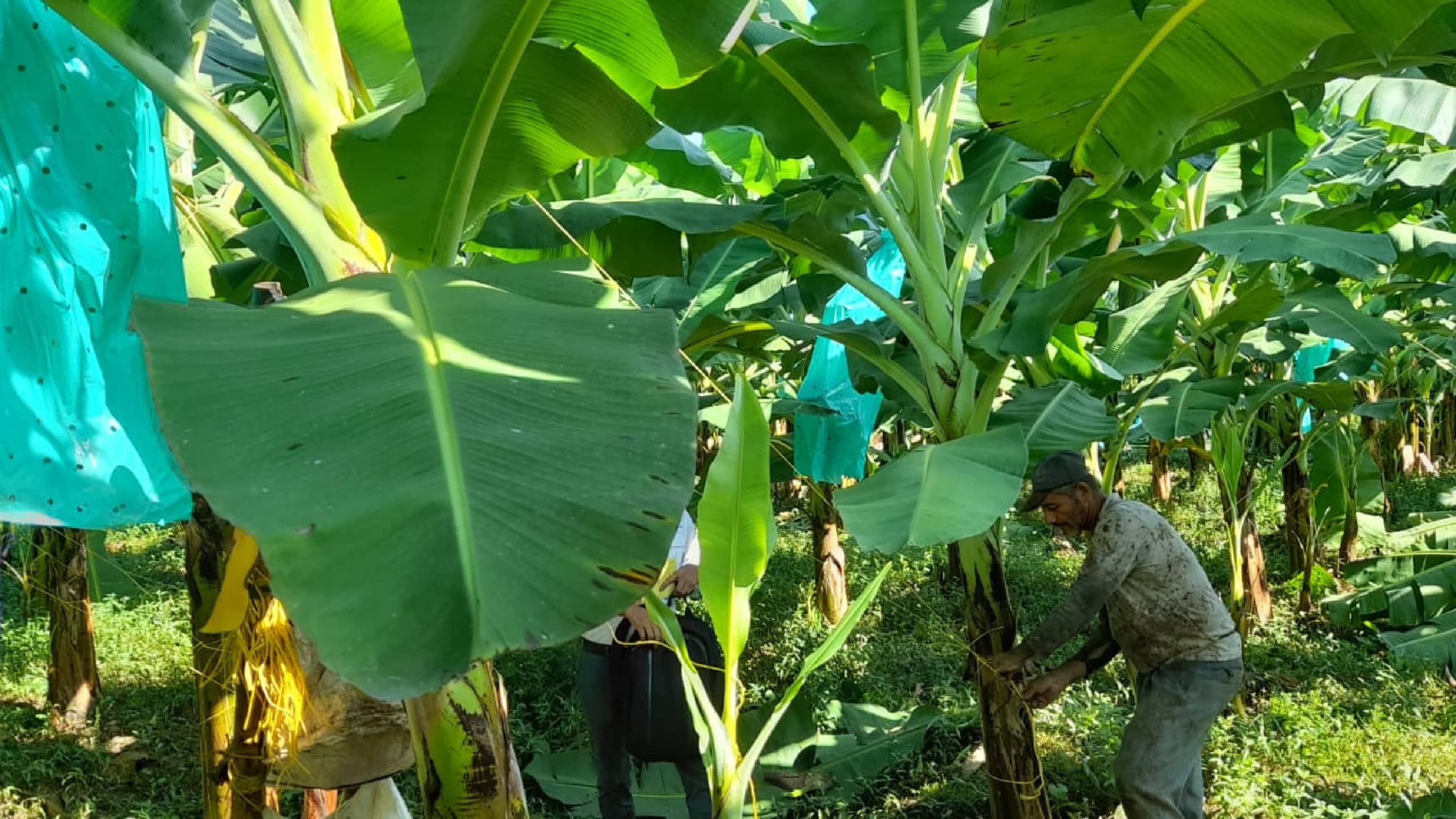 Soga Bananera 5K 18.000 Denier