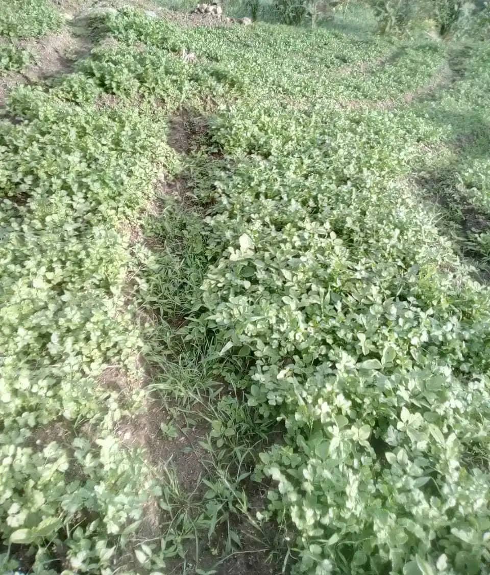 Cilantro Adriana María Gutiérrez en Canastillas X 4 Kg