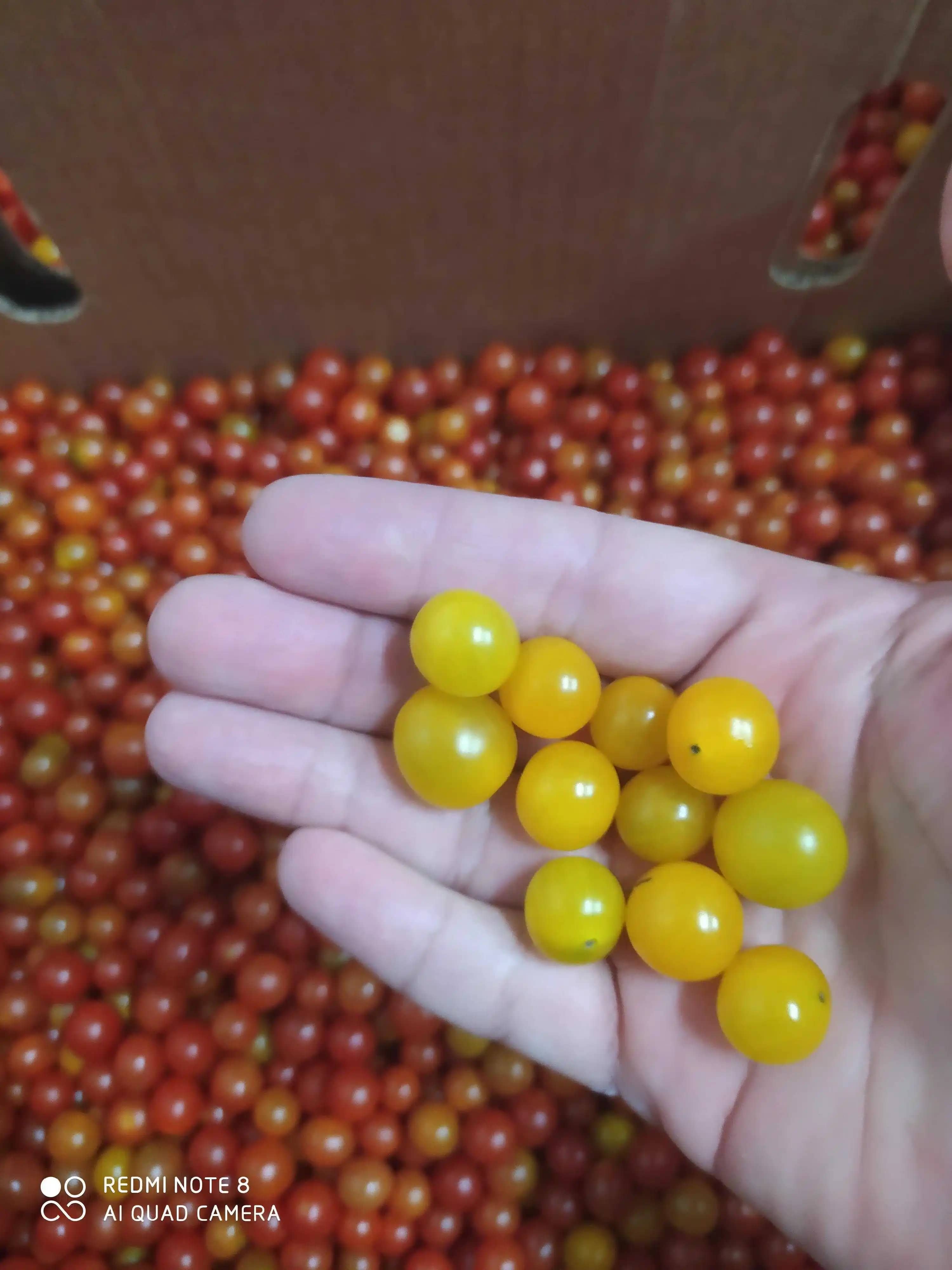 Venta de Tomate Perla BIOMATOSA