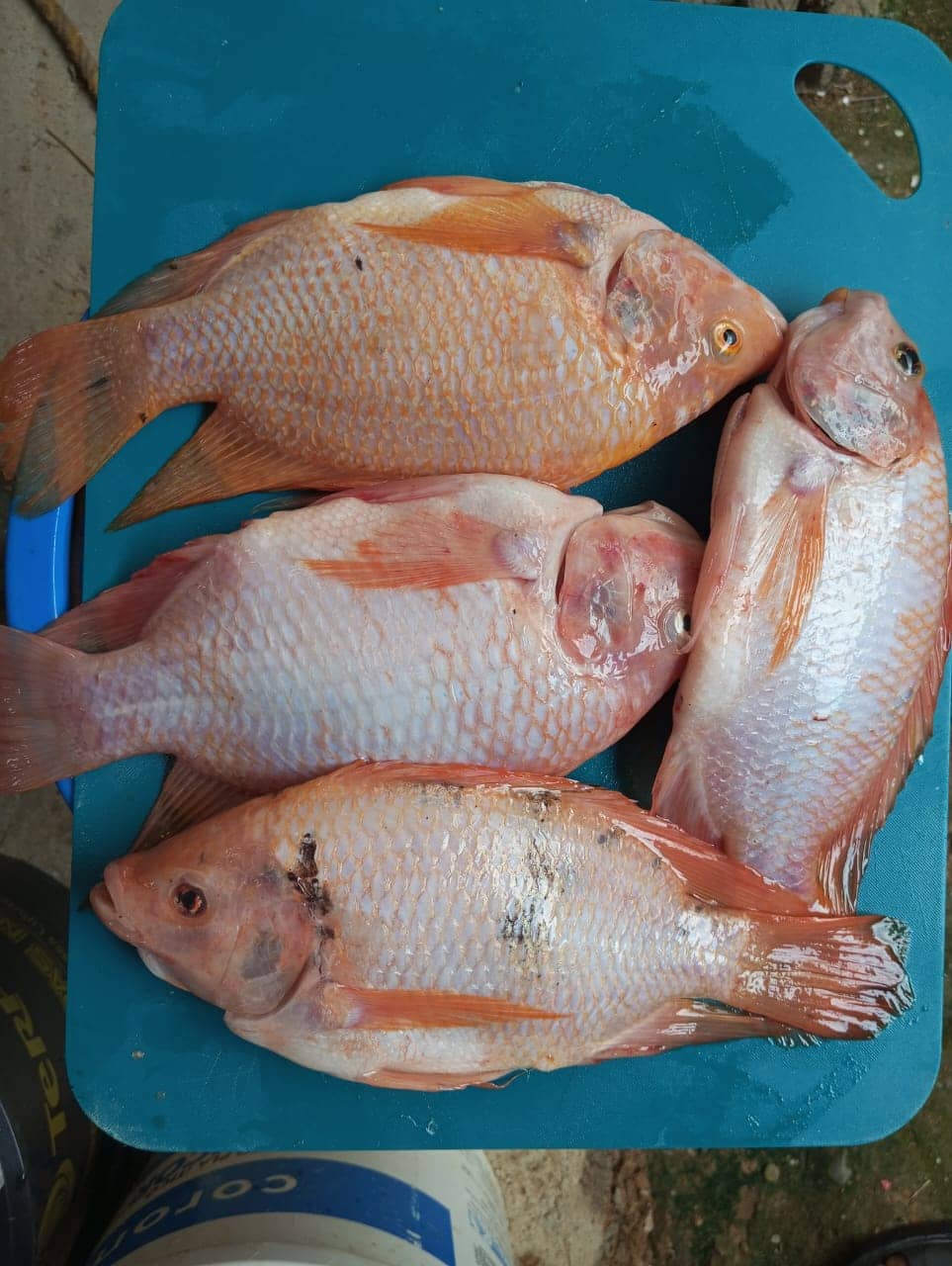 Tilapia x Kg Croper