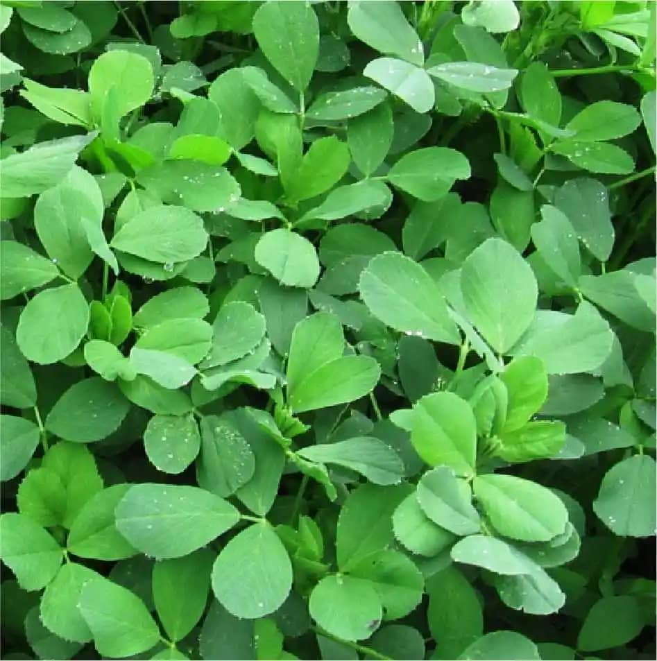 Semilla de Alfalfa Mopa 60 x 454 Gr