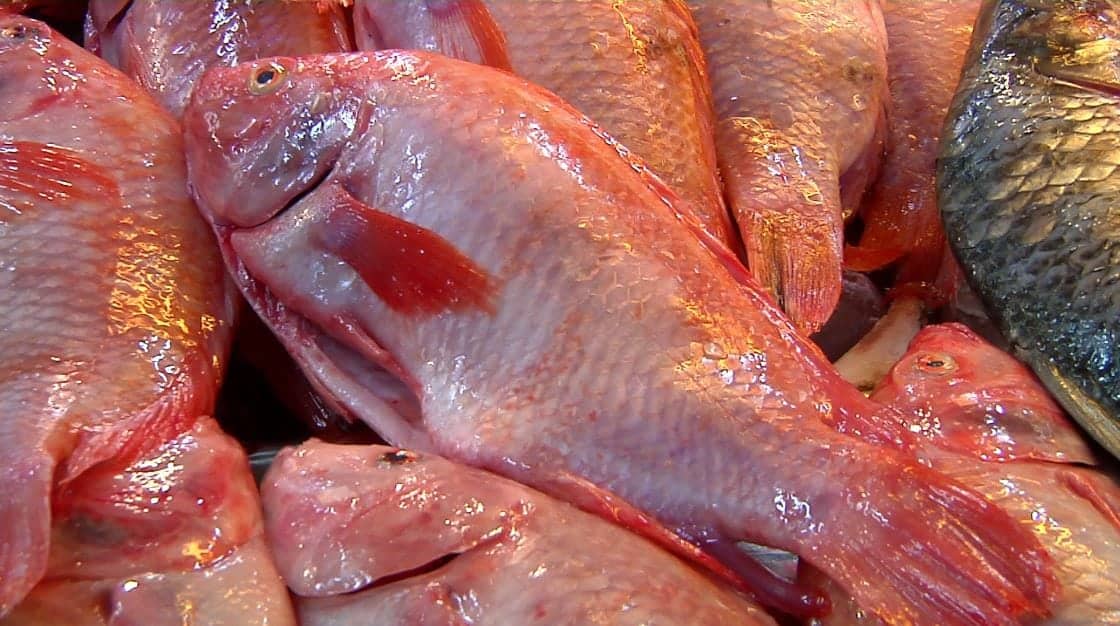 Tilapia por kg | Pescado fresco y de alta calidad