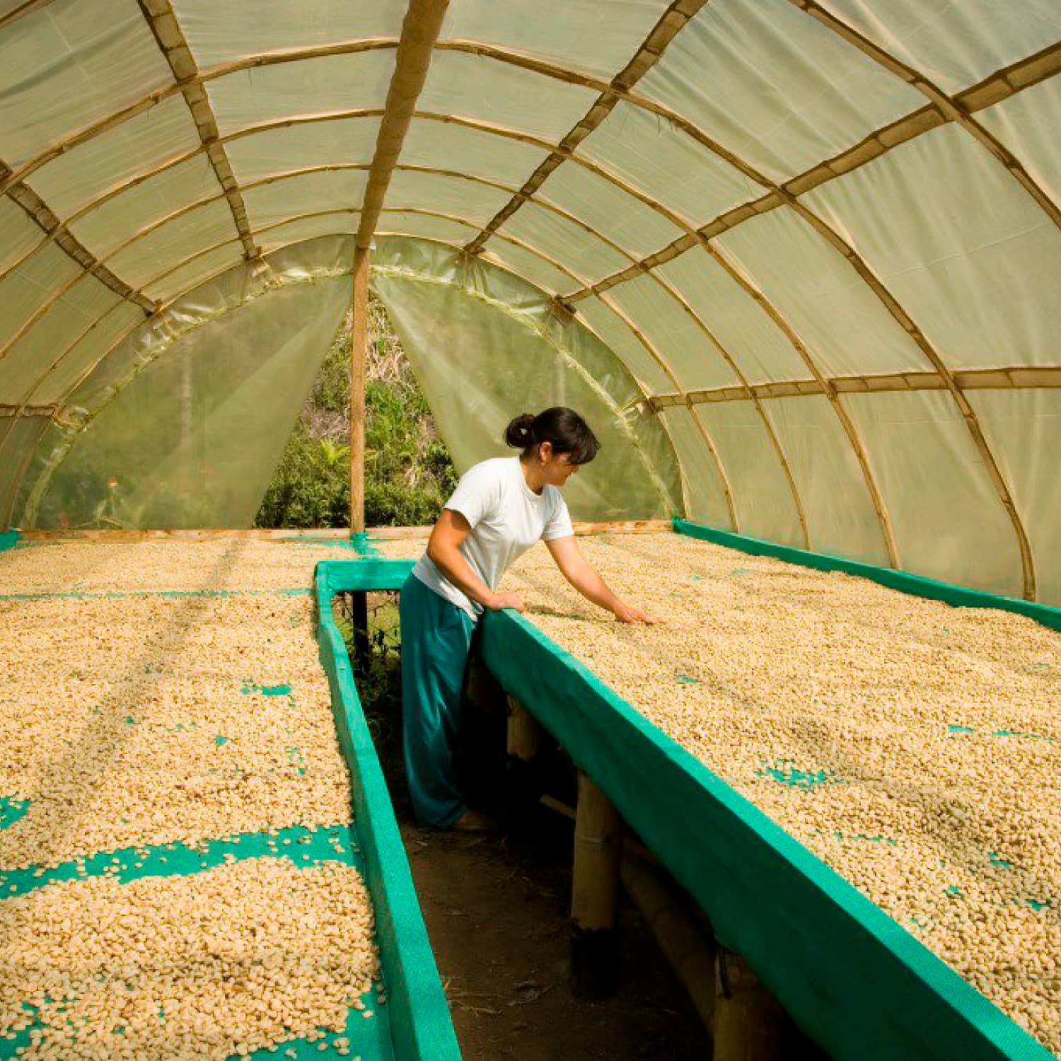Plástico Agroplas N para Invernaderos | Protección UV y Resistencia