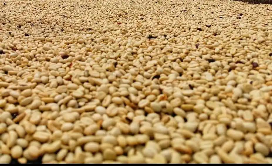 Venta de cafè en pergamino producido en Urumita