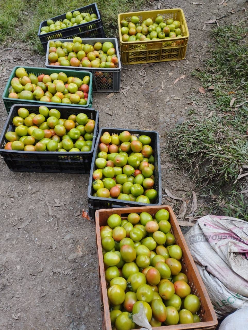 Tomate de aliño x Kg