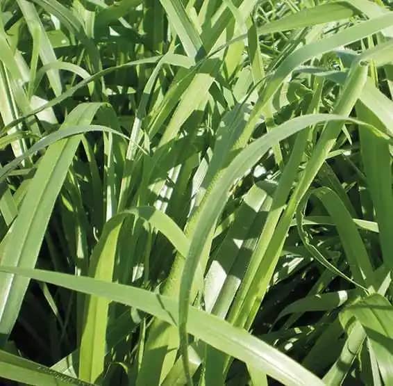 Semilla De Brachiaria Ruziziensis x 1 Kg