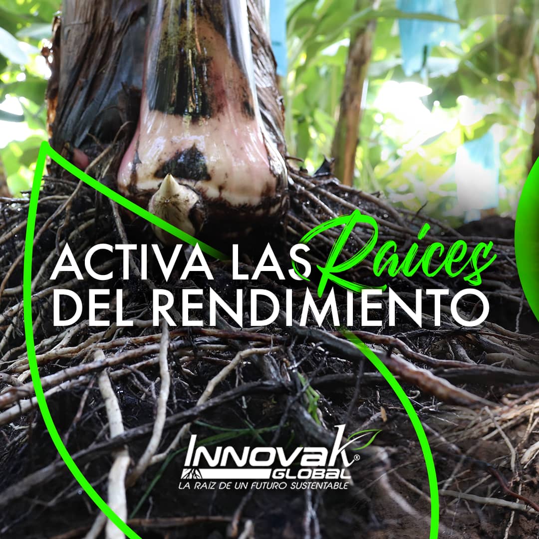 1.CampañaPublicitariaBananoNutrisorb(1080x1080px) copia.png