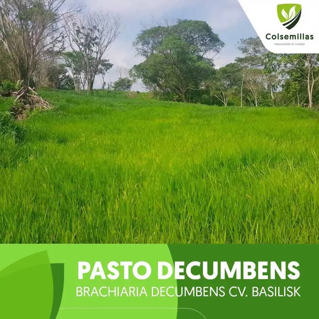 Pasto Brachiaria Decumbens Basilisk Semilla Incrustada x 1kg