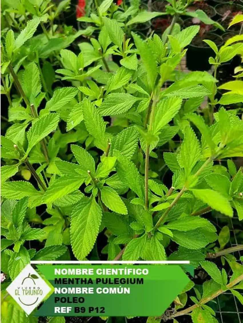 Planta De Poleo
