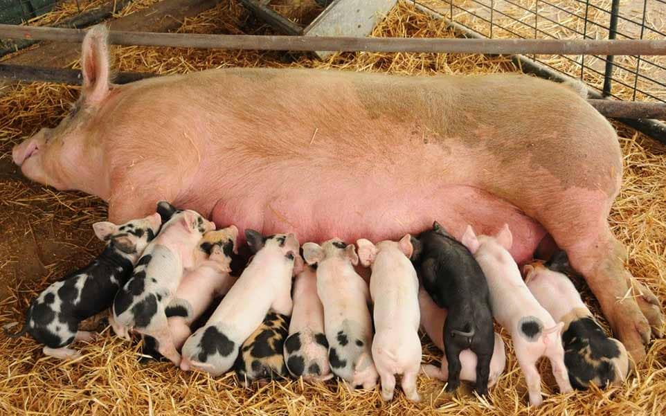 Lechones para cría | Genética de calidad