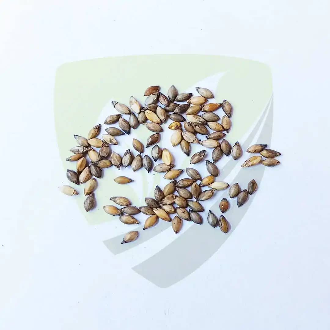 Pasto Brachiaria Brizantha Piata x 1kg