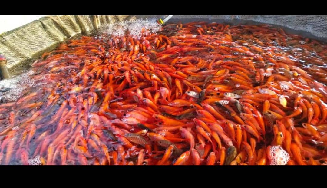 Alevinos de Tilapia Roja – Calidad y Rendimiento