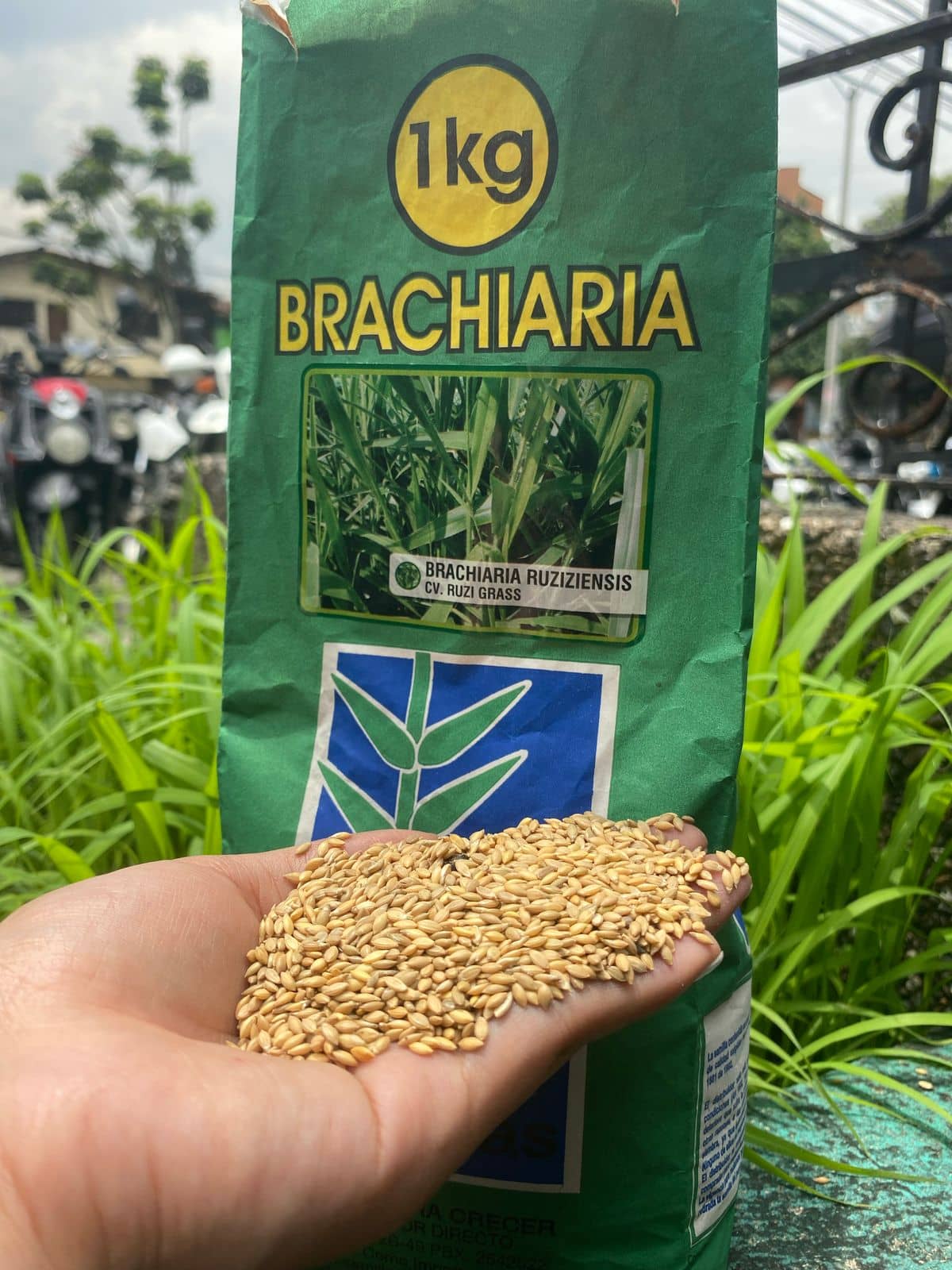 Brachiaria Ruziziensis Ruzi Grass 1K | Pasto forrajero