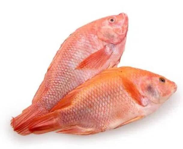 Tilapia roja, Bocachico, cachama, Picuda por kg | Frescura y calidad garantizada
