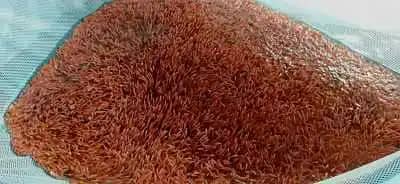 Alevinos de Tilapia Roja – Calidad y Rendimiento