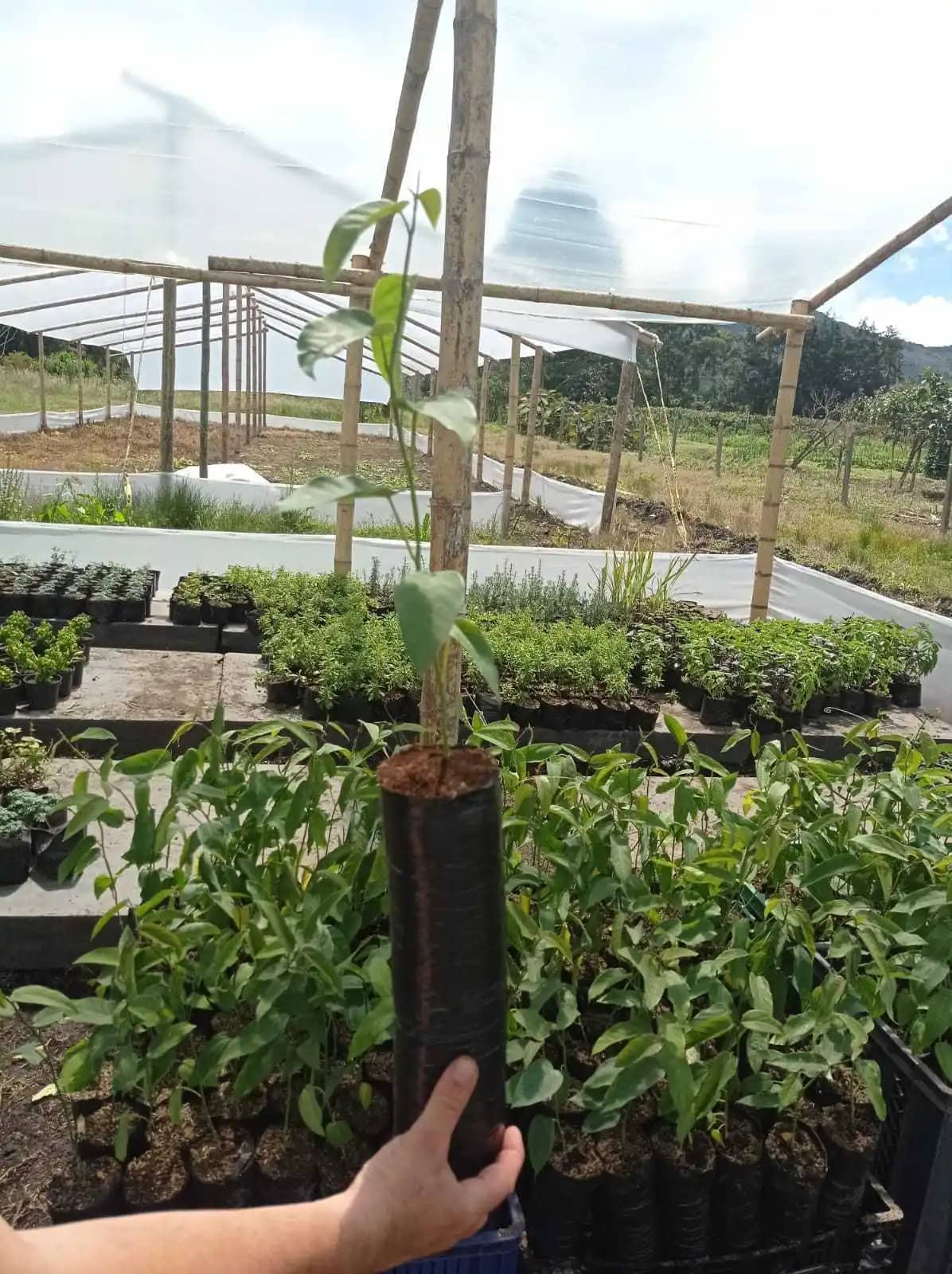Plántula de Gulupa | Croper