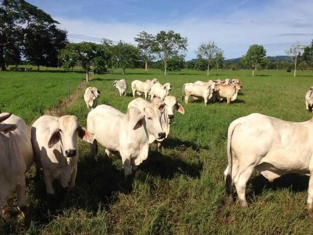 Venta de Machos de Ceba (Ganadería Regenerativa)