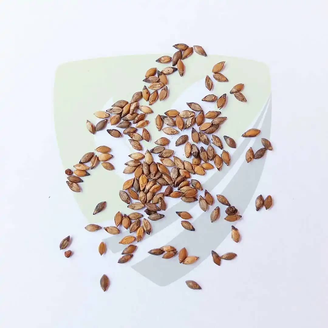 Pasto Brachiaria Decumbens Basilisk x 1kg