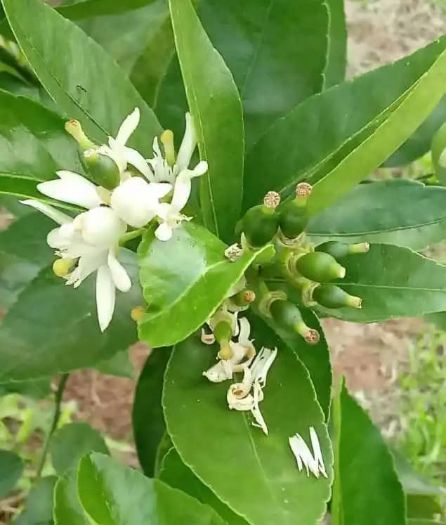 Asistencia técnica para plantaciones de Lima Ácida Tahití