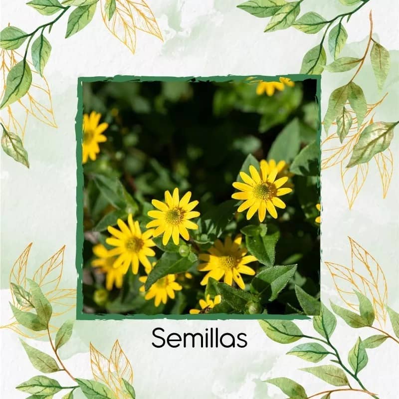 Semilla bot贸n de oro hierba belida - 500gr