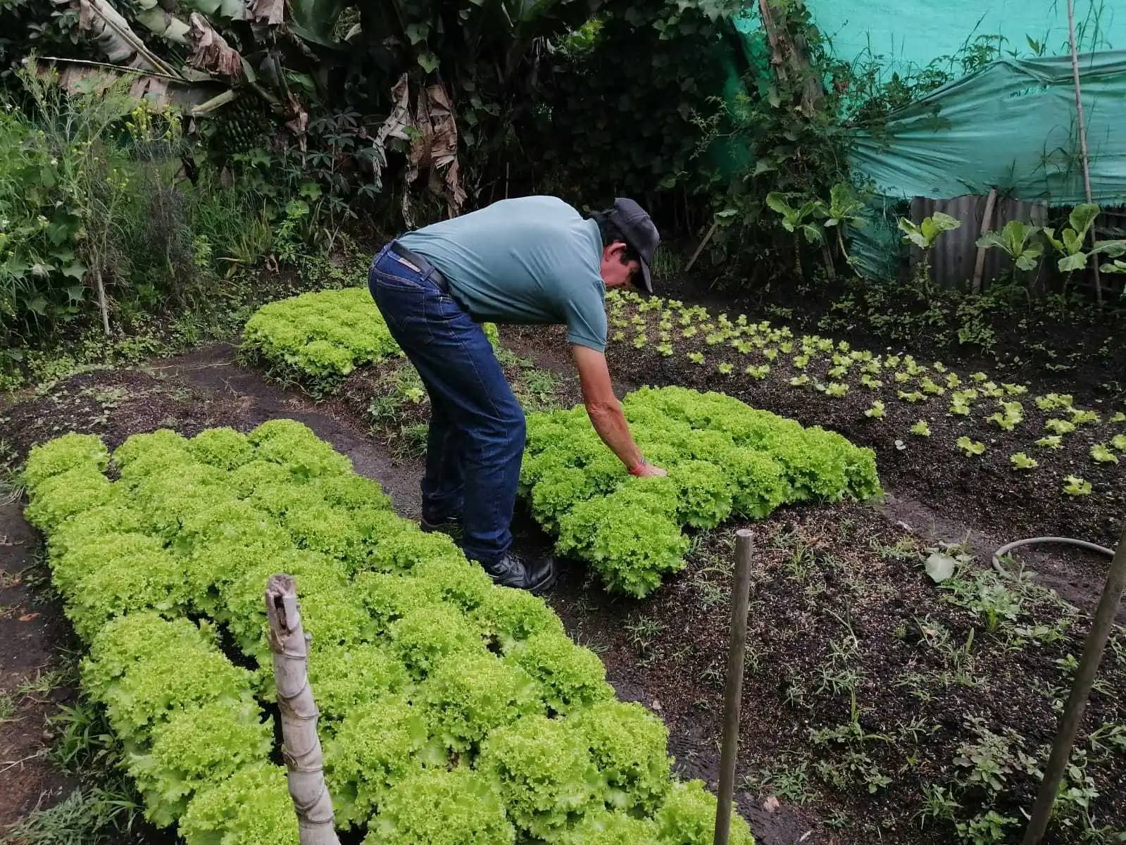 Plántula de Lechuga Crespa Verde: Cultivo Fresco y Saludable