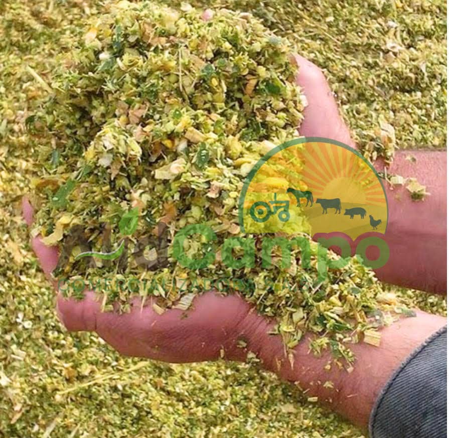 Silo de Maíz | Alimento Nutritivo para Ganado