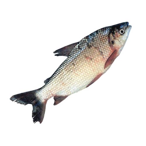 Pescado Bocachico por kg | Frescura y calidad garantizada