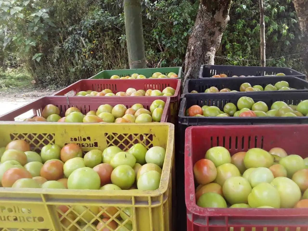 Venta de tomate de aliño Jorge Valencia X 1 kg