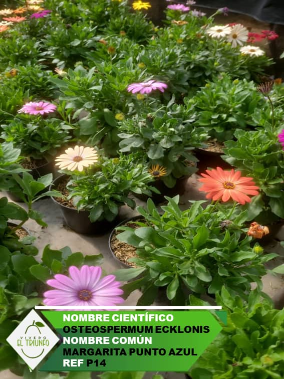 Plántula de Margarita Punto Azul Croper