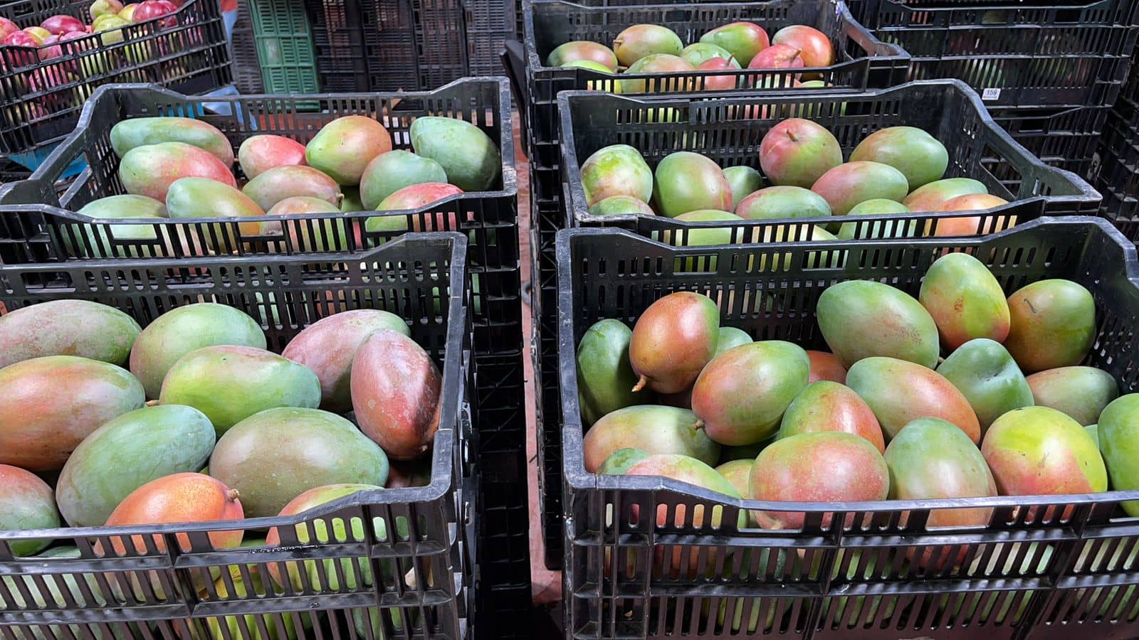 Venta de Mango Keitt corriente x Canastillas de 25 kilogramos