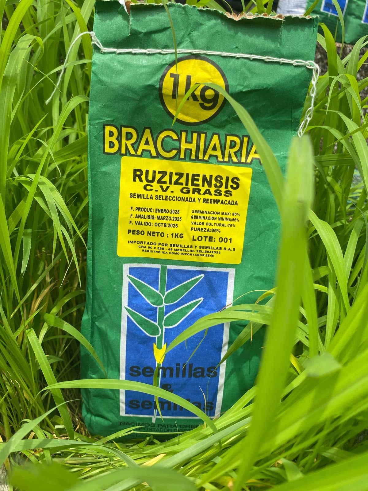 Brachiaria Ruziziensis Ruzi Grass 1K | Pasto forrajero