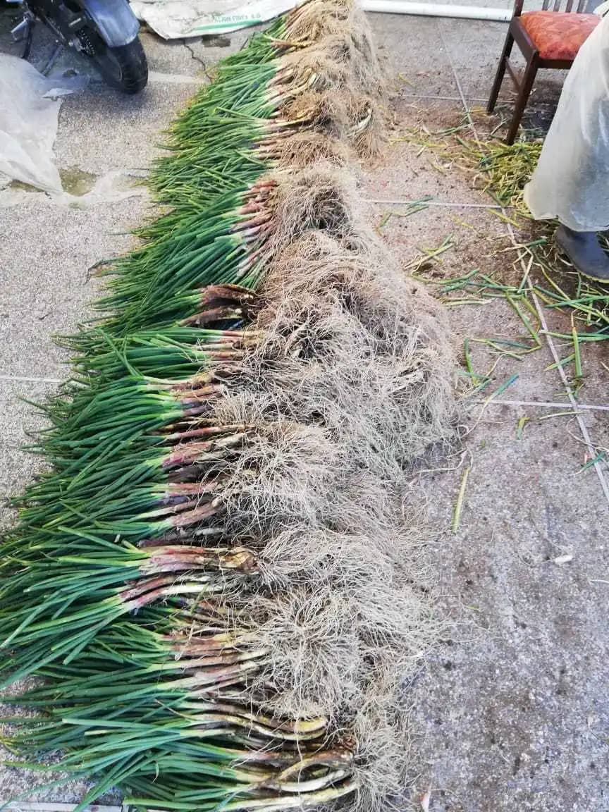 Venta de Cebolla Junca X 14 Kg