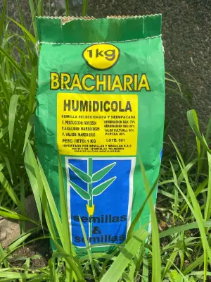 Brachiaria Humidicola cv llanero