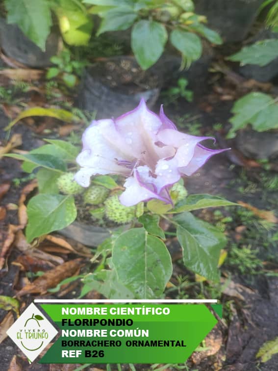 Plántula de Borrachero Ornamental Croper