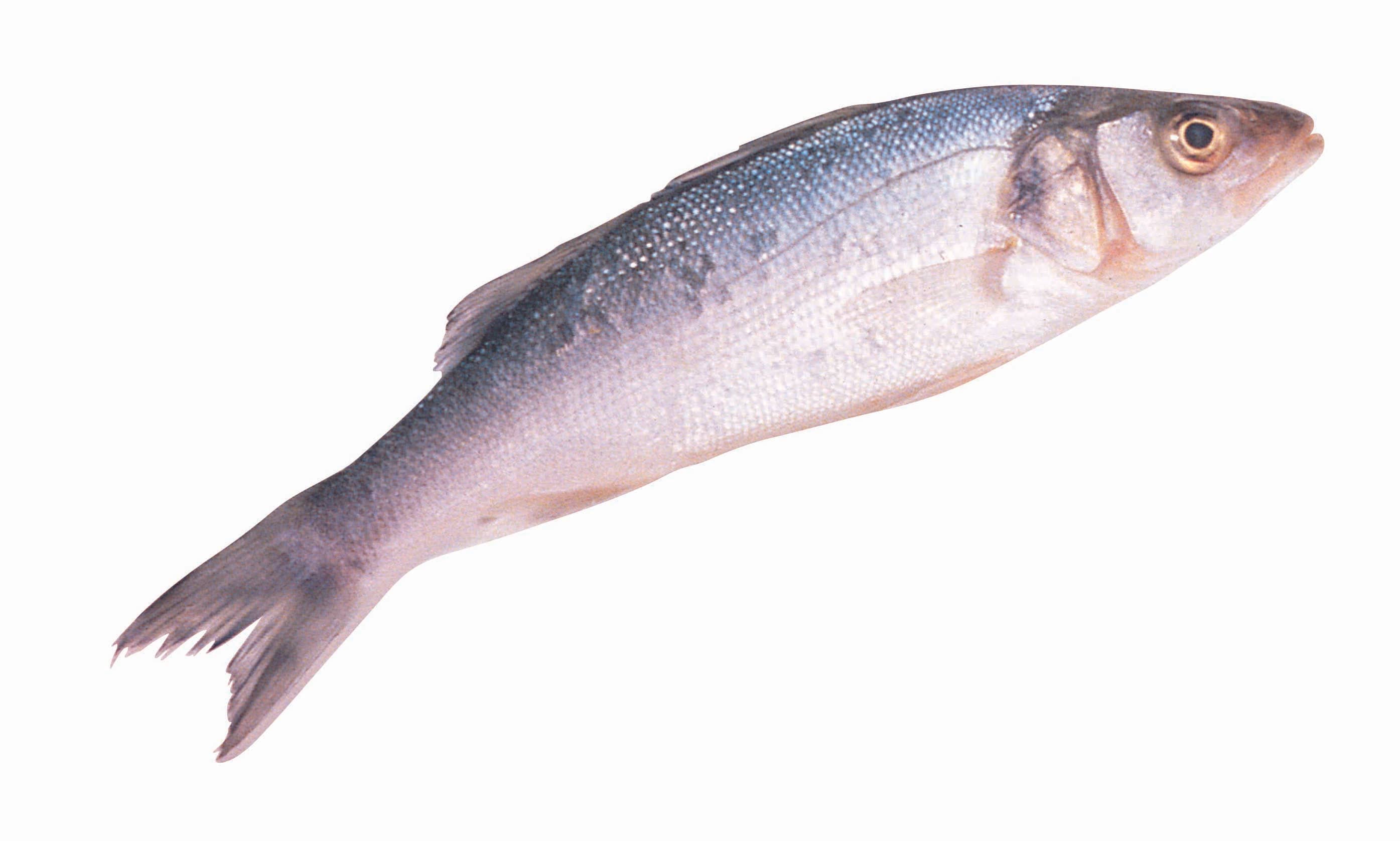 Pescado Blanquillo x Kg