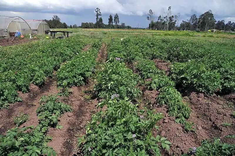 Papa Pastusa Edgar x 50 kg – Papa fresca de calidad premium