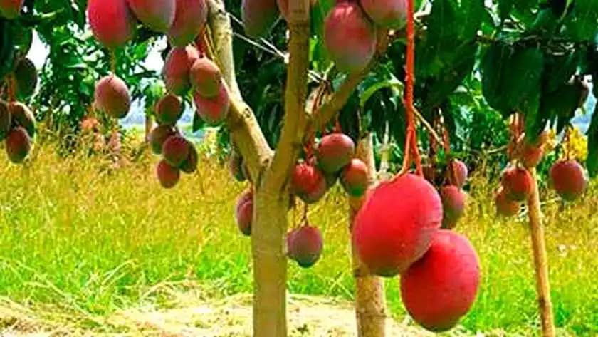 Venta de caja de mango tommy x 100 unidades