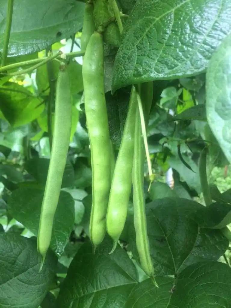 Venta de Frijol Julio Cesar Montoya X Kg