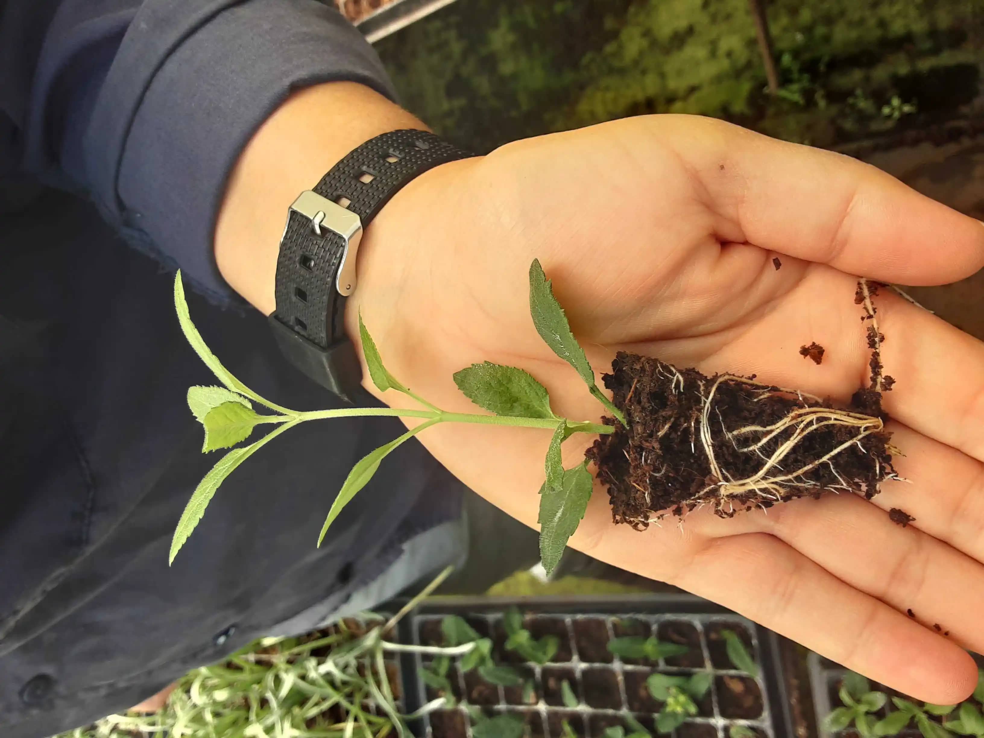 Plántula de Stevia Variedad Morita II Croper