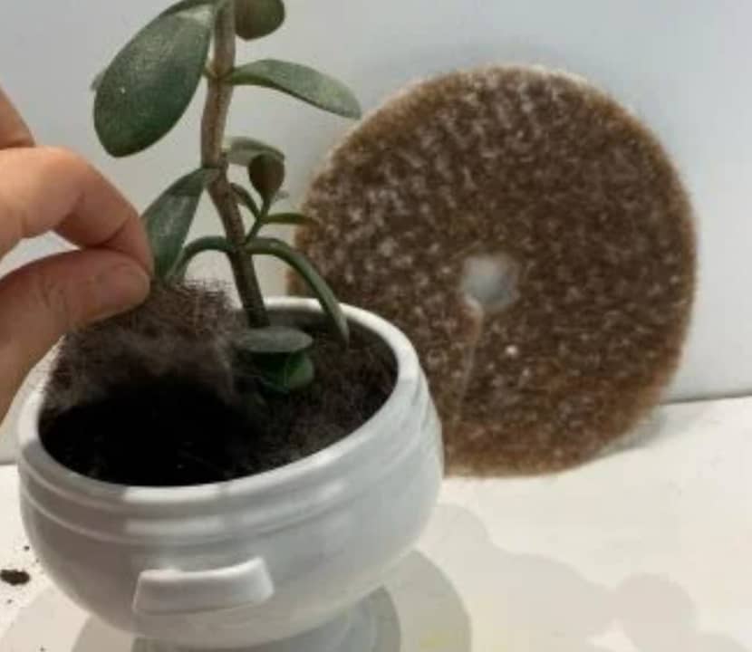 AgroPelo Disco para Materas 20cm x 4Und