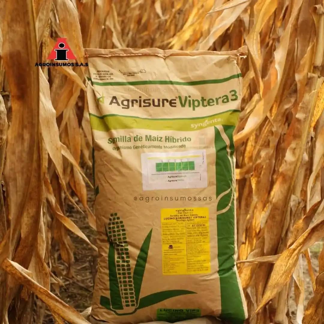 Semilla de Maíz Híbrido Blanco Lucino Vip3 – Alta Resistencia