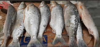 Pescado Bocachico x Kg