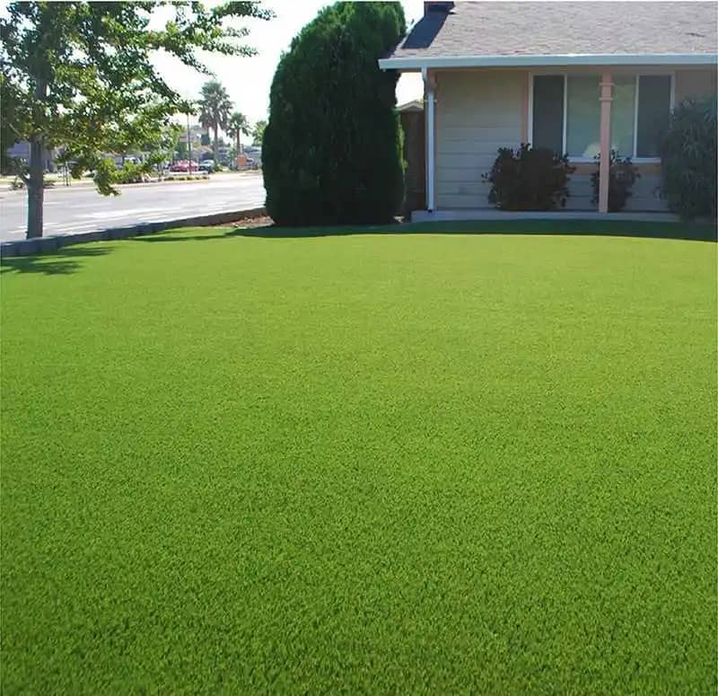 Semilla De Grama Decorativa Bermuda Grass