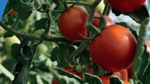 Tomate Riogrande bumangués