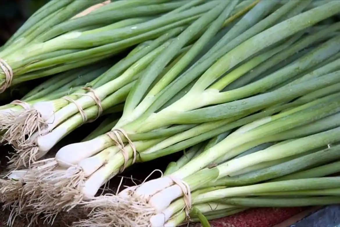 Venta de Cebollín Mauricio Henao Sonsón Antioquia