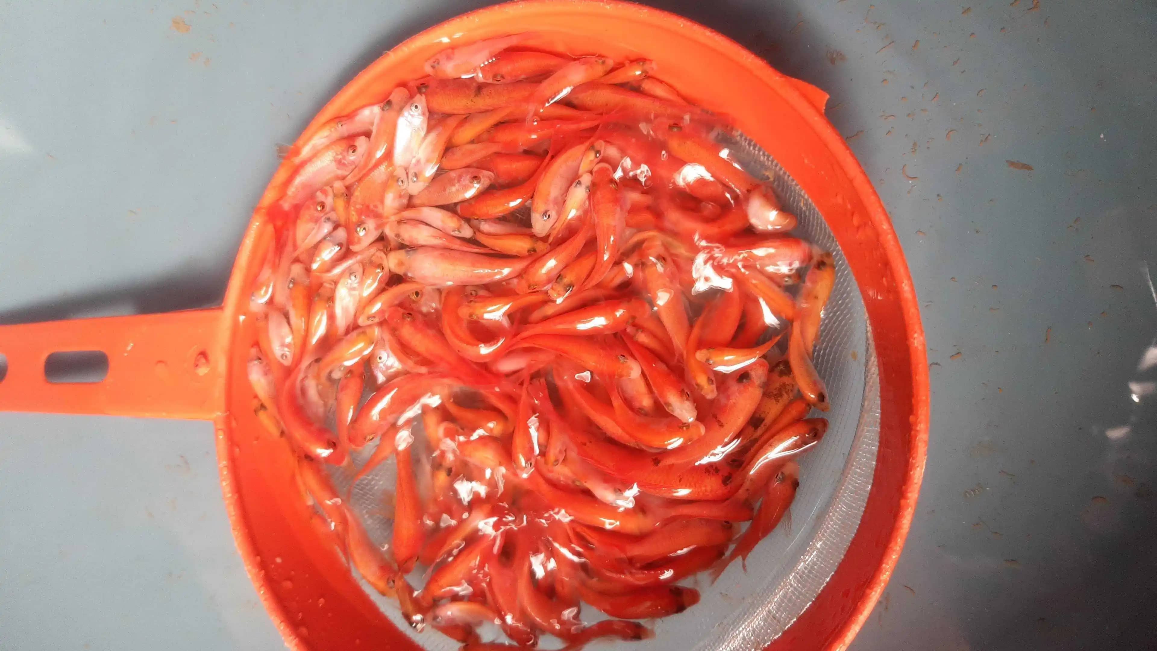 Alevinos de tilapia, cachama y bocachico