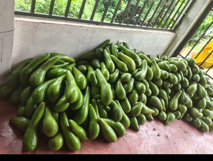 Aguacate Criollo Orgánico de Excelente Calidad | Sabor Auténtico y Venta al por Mayor