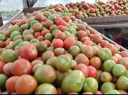 Tomate chonto regional x Kg